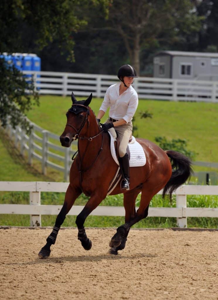 show-jumper upper body