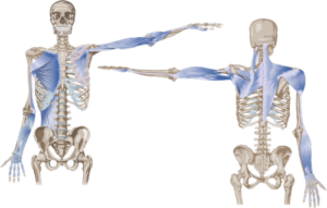 Anatomy Trains Arm Lines